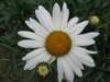 Shasta Daisy